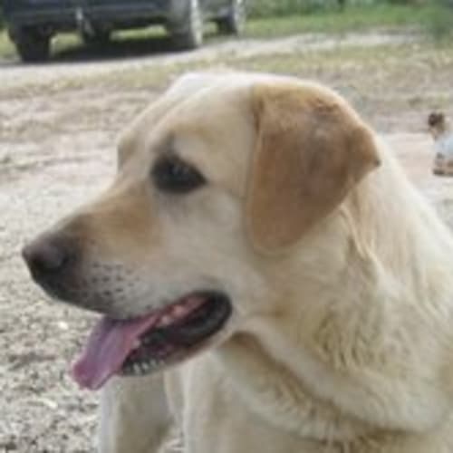 No photo for Jack (On Trial) (Lab With Special Needs)