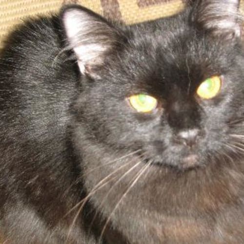 No photo for Help! Been At Vets 6 Months  Black Magic