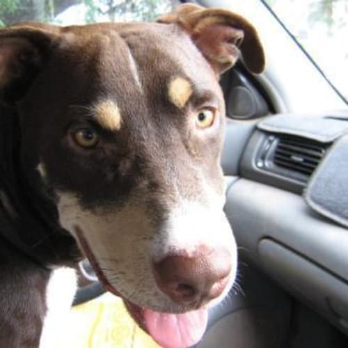 No photo for **Adoption Pending** Beau