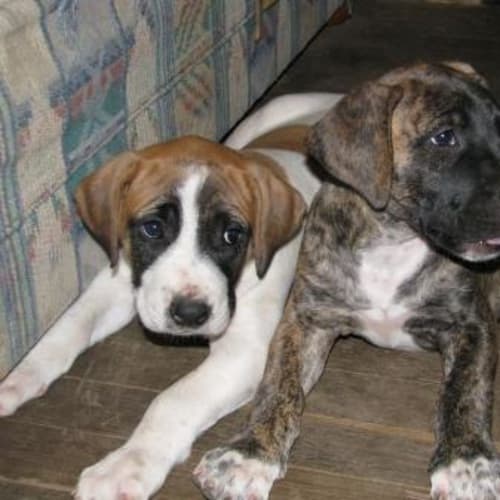 Bernard I Am On Hold