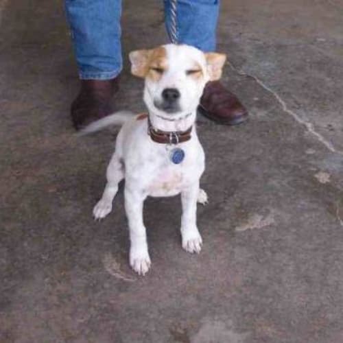 No photo for Crystal**Adoption Pending**