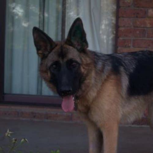 No photo for Mannaloushe ( On Hold Adoption Pending)