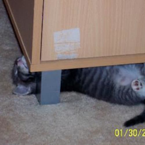 No photo for Darcy