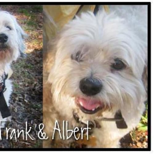 No photo for Frank And Albert To Go Together