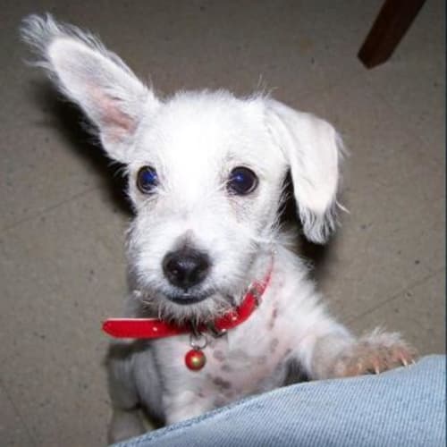 Scrappy Doo Adopted
