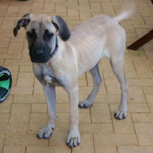 No photo for **Adoption Pending** Sheba