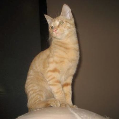 No photo for **Adoption Pending** Regan