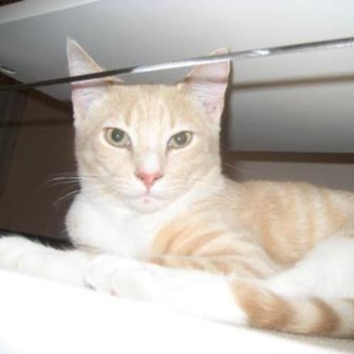 No photo for **Adoption Pending** Barlee
