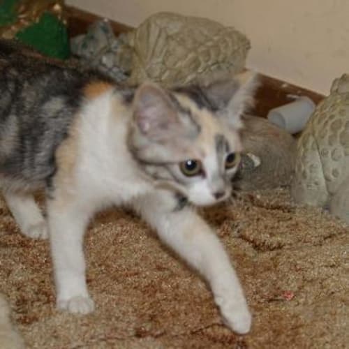 No photo for Calico** Adoption Pending**
