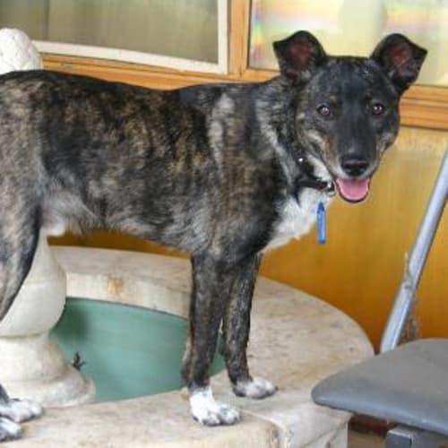No photo for **Adoption Pending** Pegz