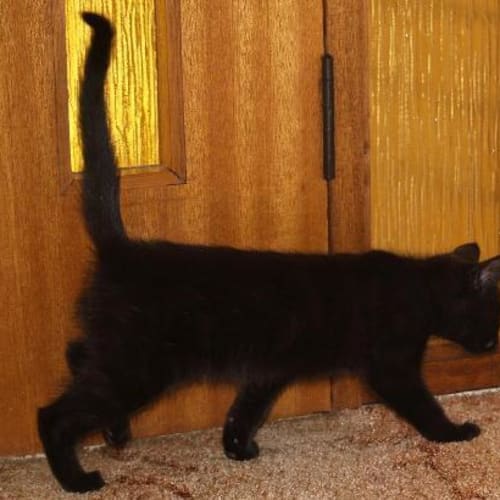 No photo for Silk**Adoption Pending**