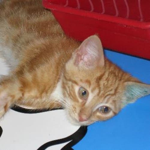 No photo for Ginger Nut