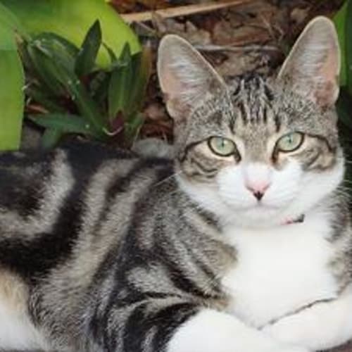 (Foster Carer Needed!) Bernie
