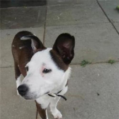 No photo for **Adoption Pending**Macey