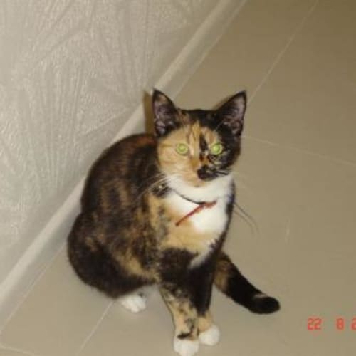 No photo for Gypsy