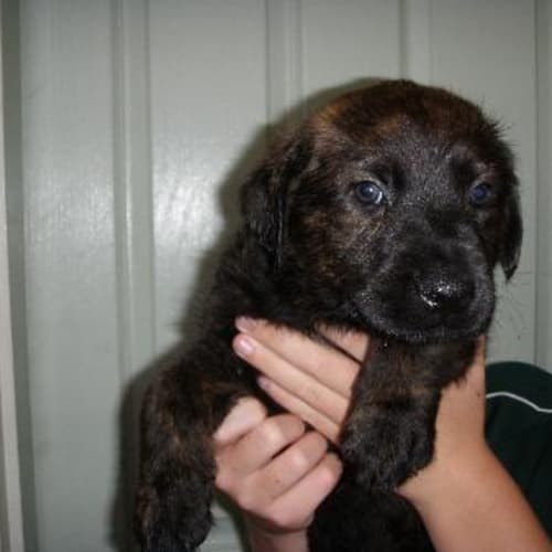No photo for Fergus "On Hold Pending Adoption"