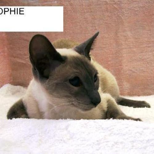 No photo for Sophie