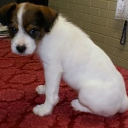 No photo for 2 X Pups
