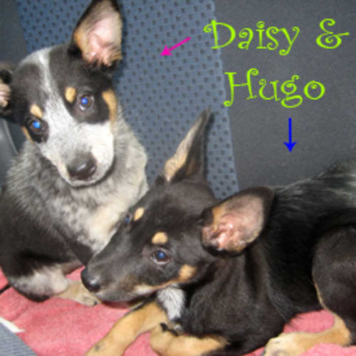 No photo for Daisy