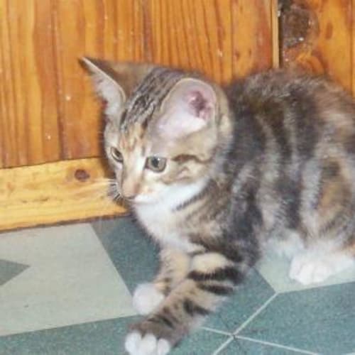 No photo for "Cookie"   Adoption Pending