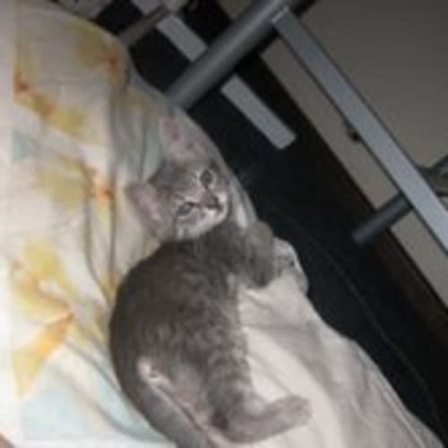 No photo for ** Adoption Pending ** Bubbles