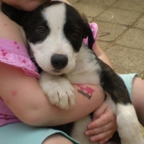 No photo for Prue**Adoption Pending**