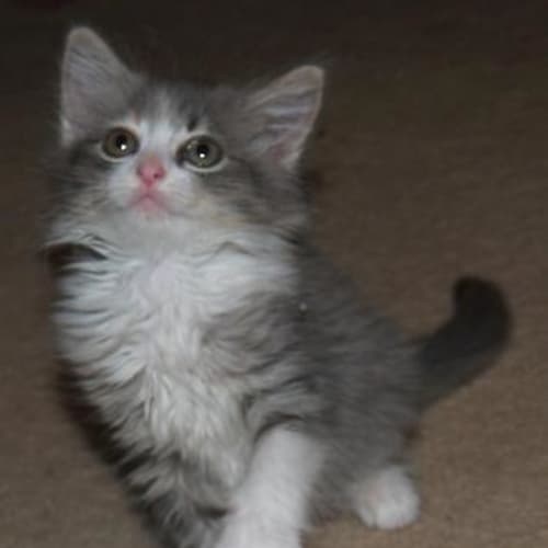 No photo for Madison**Adoption Pending**