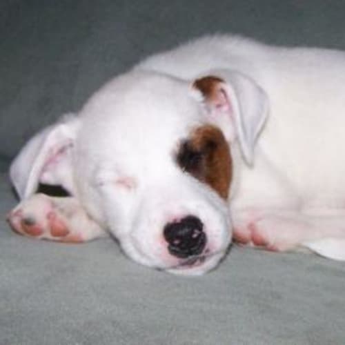 Molly Adopted