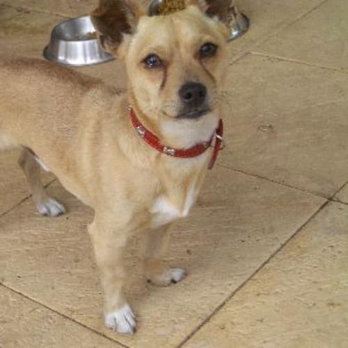 No photo for **Adoption Pending**Sparky