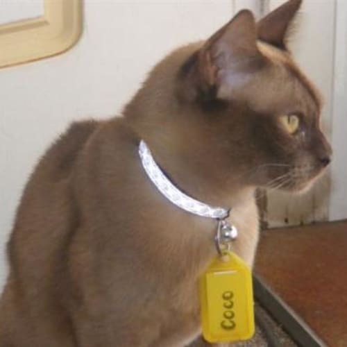 No photo for Coco (Adoption Pending)
