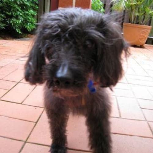 No photo for Jack **Urgent**Foster Carer/Forever Home Needed