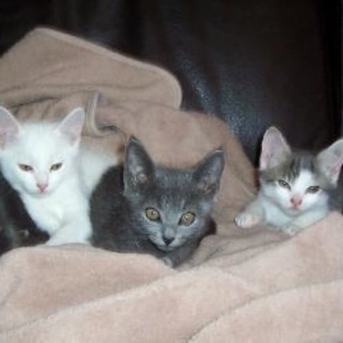 No photo for ** Adoption Pending ** Marshmallow