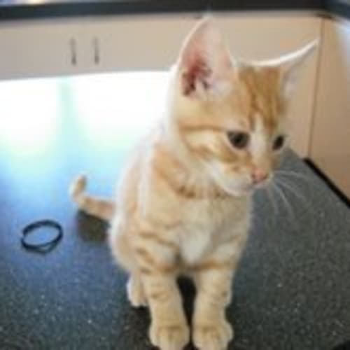 No photo for ** Adoption Pending ** Razz