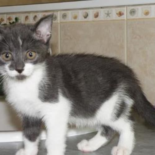 No photo for Sioux***Adoption Pending***