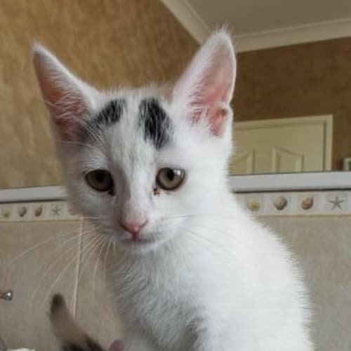 No photo for Cheyenne****Adoption Pending****