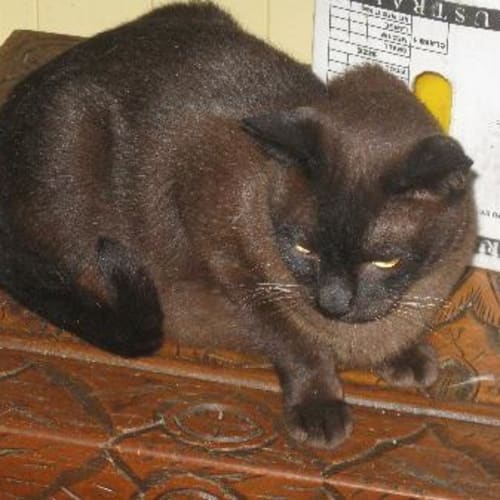 No photo for Jangles