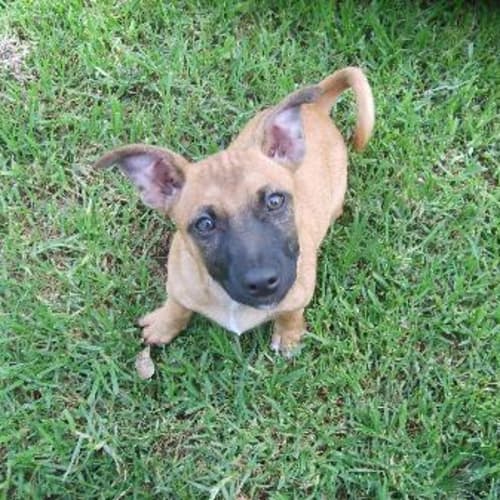 No photo for Duke   Adopted