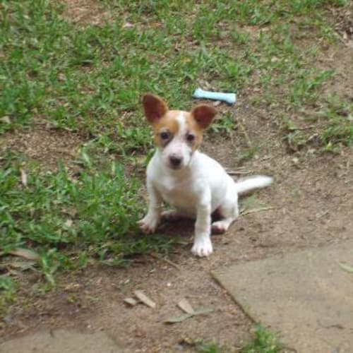 No photo for Tilly   **Adopted***