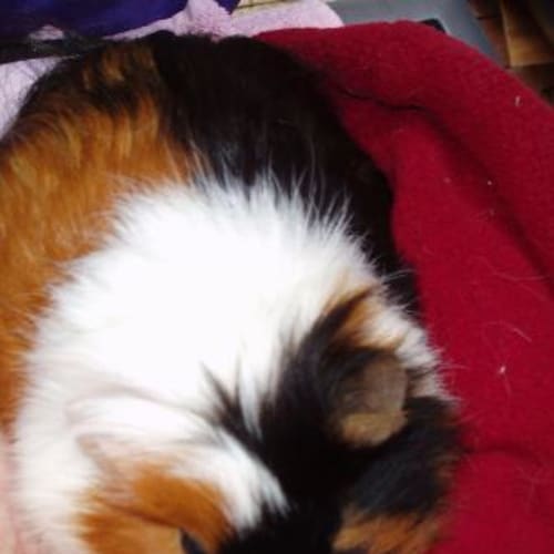 No photo for Misty