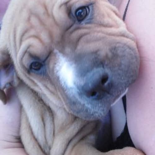 No photo for **Adoption Pending**Rolex