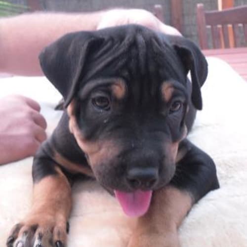 No photo for **Adoption Pending**Ronnie