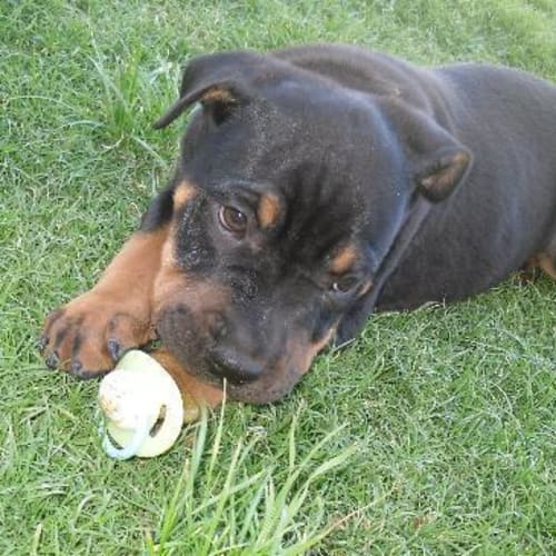 No photo for **Adoption Pending**Reggie