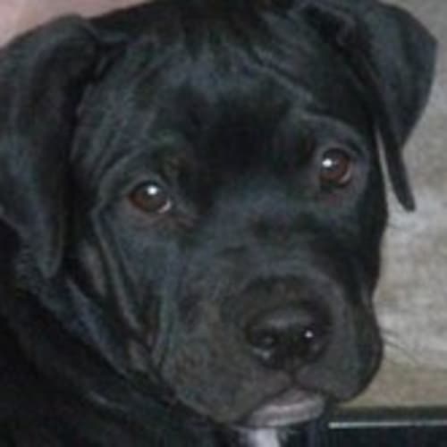 No photo for **Adoption Pending** Ranger