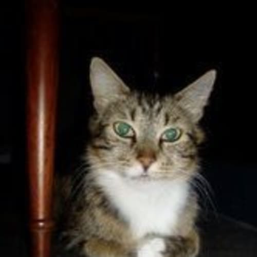 No photo for ** Adoption Pending ** Esme