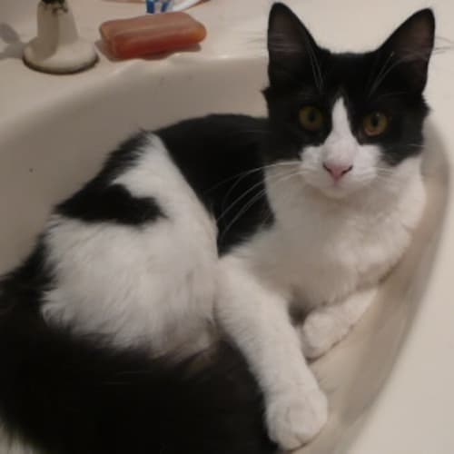 No photo for ** Adoption Pending ** Sqweek