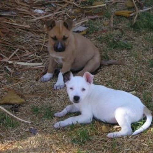 No photo for Ridgie Puppies