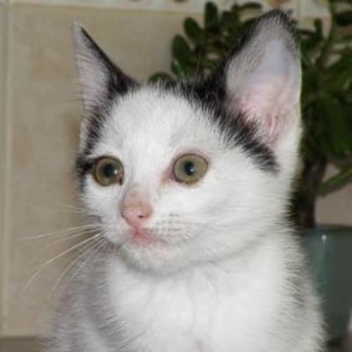 No photo for Navaho***Adoption Pending***