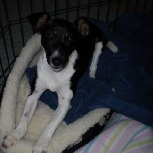 No photo for Mindy   Adopted