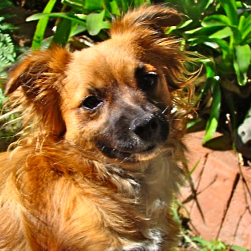 No photo for Skipper *Adopted*