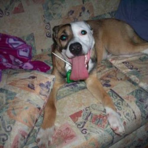 No photo for **Adoption** Checkers
